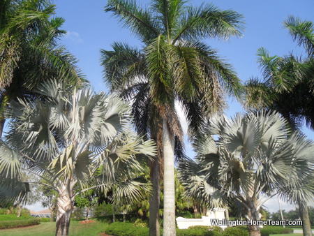 Exploring Grand Isles Wellington Florida: Palm Trees